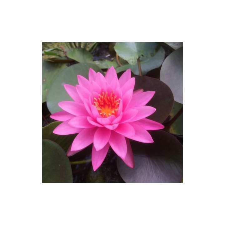 Nymphaea mayala cserép nélkül