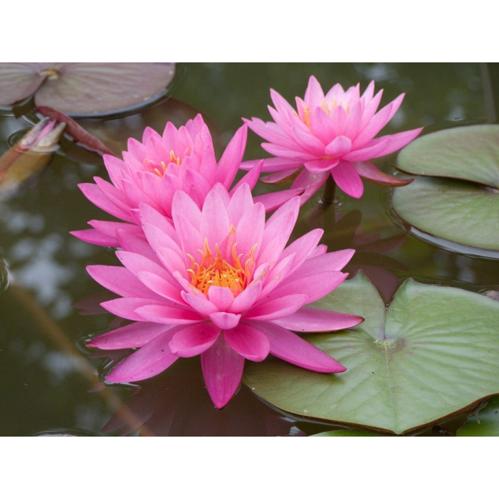 Nymphaea mayala cserép nélkül