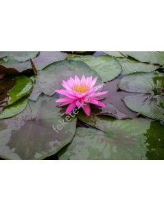 Nymphaea mayala cserép nélkül