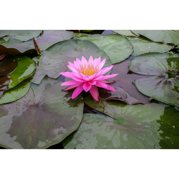 Nymphaea mayala cserép nélkül