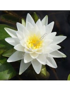 Nymphaea Perry's Double White tavirózsa cserép nélkül
