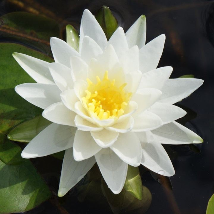 Nymphaea Perry's Double White tavirózsa cserép nélkül