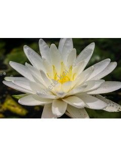 Nymphaea Perry's Double White tavirózsa cserép nélkül