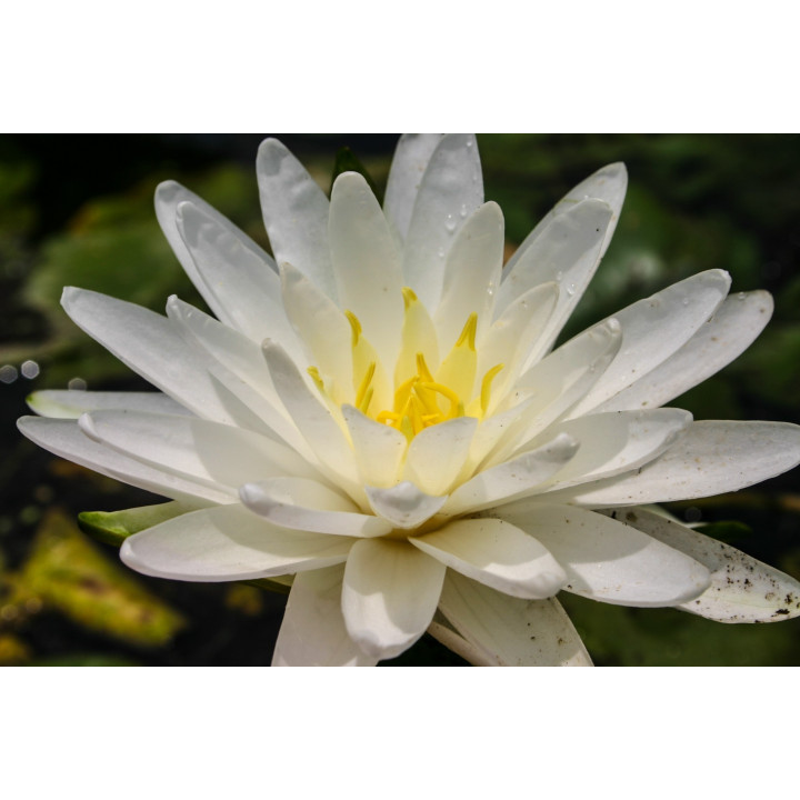 Nymphaea Perry's Double White tavirózsa cserép nélkül