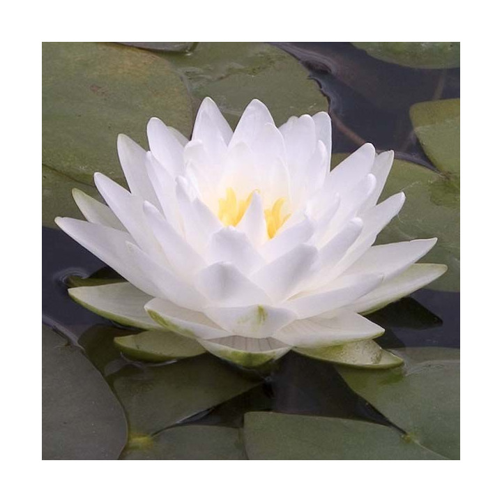 Nymphaea Perry's Double White tavirózsa cserép nélkül