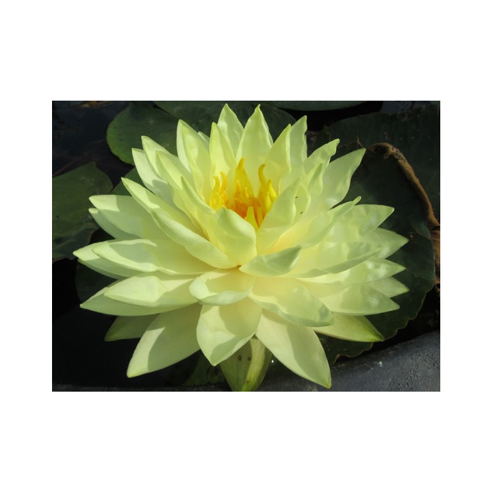 Nymphaea Perry's Double Yellow tavirózsa cserép nélkül