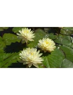 Nymphaea Perry's Double Yellow tavirózsa cserép nélkül