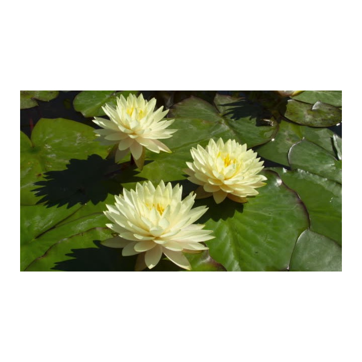 Nymphaea Perry's Double Yellow tavirózsa cserép nélkül