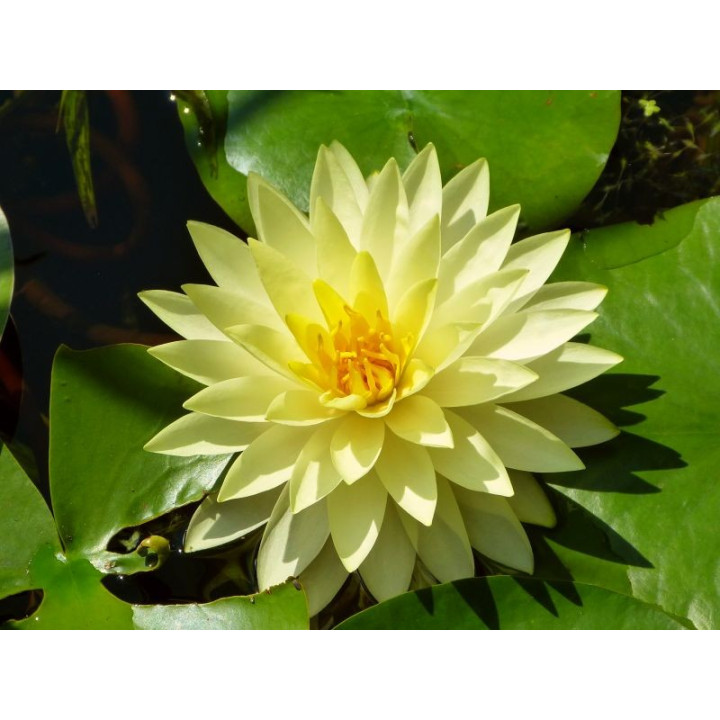 Nymphaea Perry's Double Yellow tavirózsa cserép nélkül