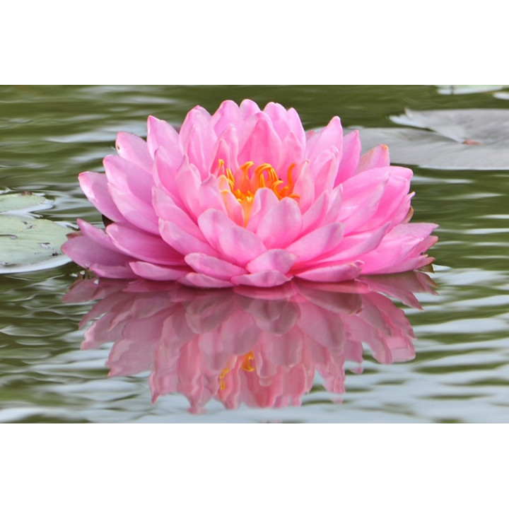 Nymphaea Pink Pom Pom tavirózsa cserép nélkül