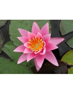 Nymphaea Pink Sensation tavirózsa cserép nélkül