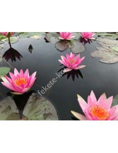 Nymphaea Pygmaea Rubra mini tavirózsa cserép nélkül