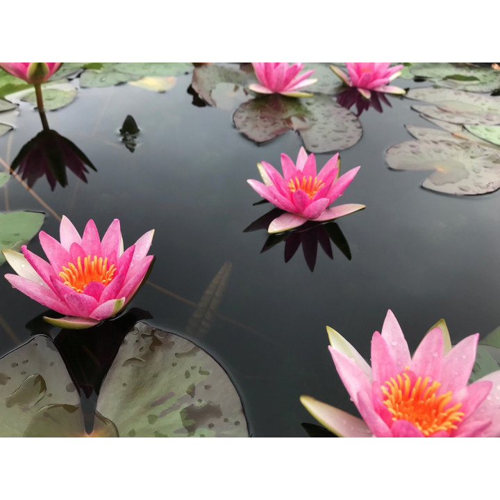 Nymphaea Pygmaea Rubra mini tavirózsa cserép nélkül