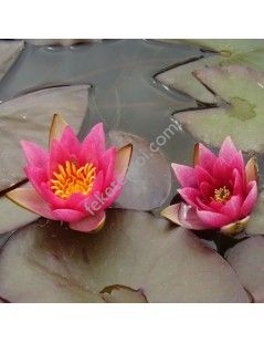 Nymphaea Pygmaea Rubra mini tavirózsa cserép nélkül