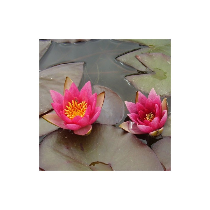 Nymphaea Pygmaea Rubra mini tavirózsa cserép nélkül