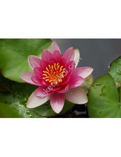 Nymphaea Pygmaea Rubra mini tavirózsa cserép nélkül