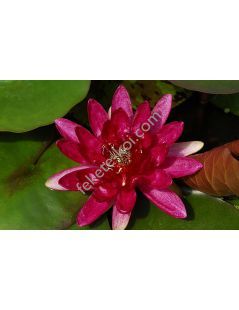 Nymphaea Red Paradise tavirózsa cserép nélkül