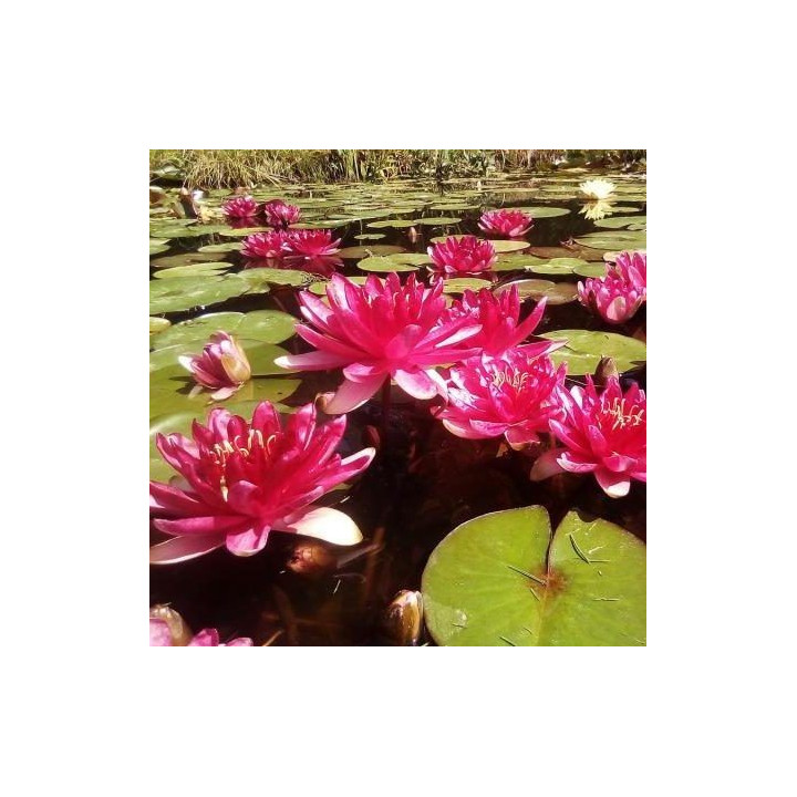 Nymphaea Red Paradise tavirózsa cserép nélkül