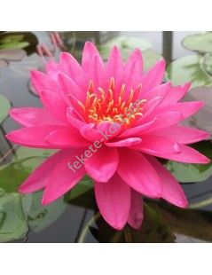Nymphaea Siam Pink 2 tavirózsa cserép nélkül