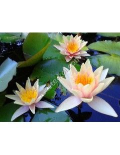 Nymphaea Sioux tavirózsa cserép nélkül