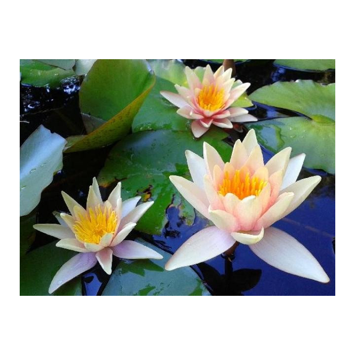 Nymphaea Sioux tavirózsa cserép nélkül