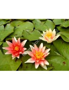 Nymphaea Sioux tavirózsa cserép nélkül