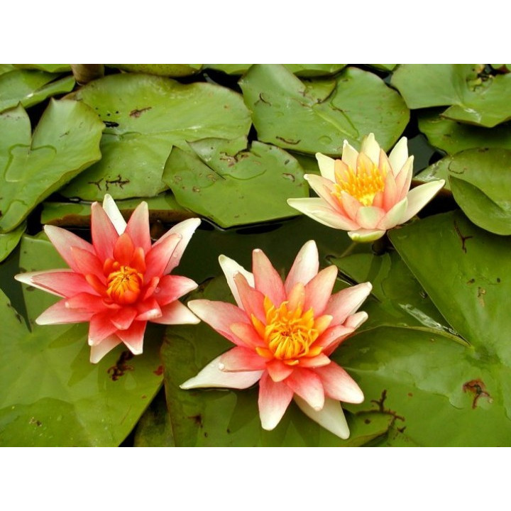 Nymphaea Sioux tavirózsa cserép nélkül