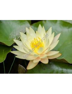 Nymphaea Texas Dawn tavirózsa cserép nélkül