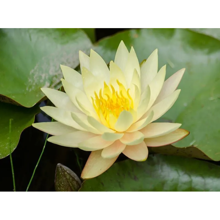 Nymphaea Texas Dawn tavirózsa cserép nélkül