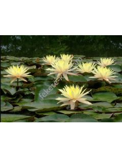 Nymphaea Texas Dawn tavirózsa cserép nélkül