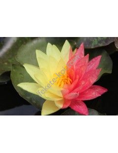 Nymphaea Wanvisa tavirózsa cserép nélkül