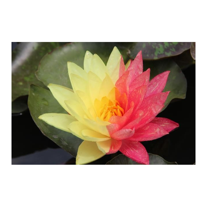 Nymphaea Wanvisa tavirózsa cserép nélkül