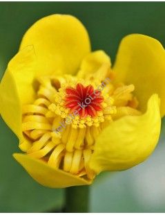 Vízitök (Nuphar lutea) cserép nélkül