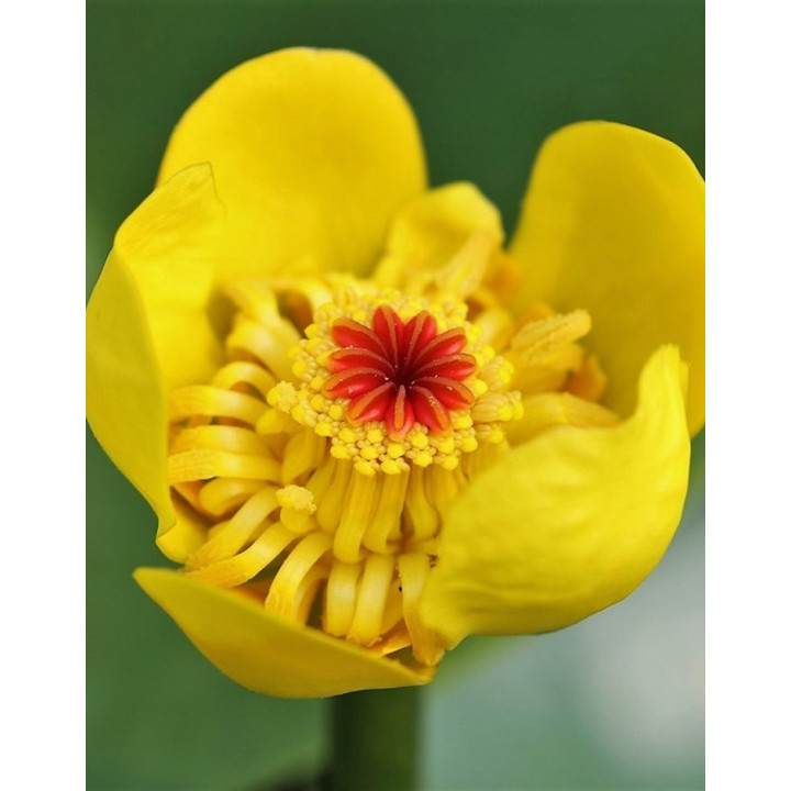 Vízitök (Nuphar lutea) cserép nélkül