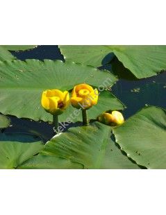 Vízitök (Nuphar lutea) cserép nélkül