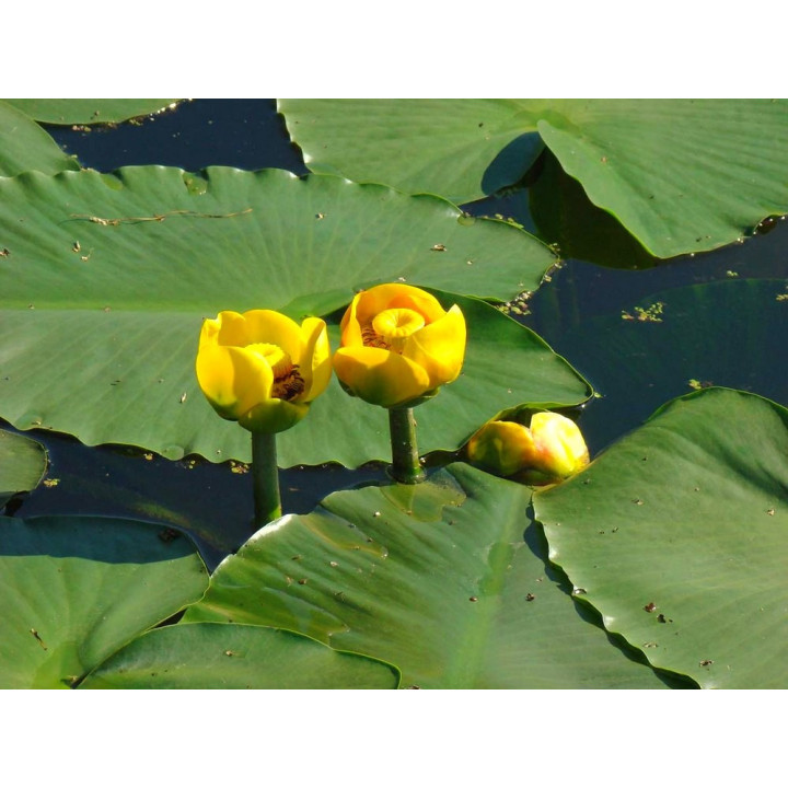 Vízitök (Nuphar lutea) cserép nélkül