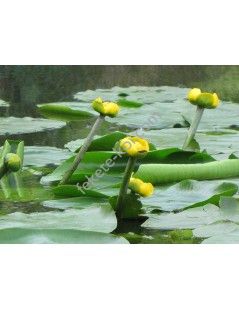 Vízitök (Nuphar lutea) cserép nélkül