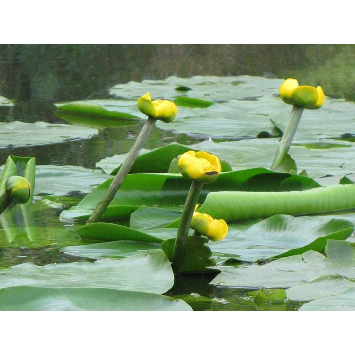 Vízitök (Nuphar lutea) cserép nélkül