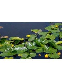 Vízitök (Nuphar lutea) cserép nélkül