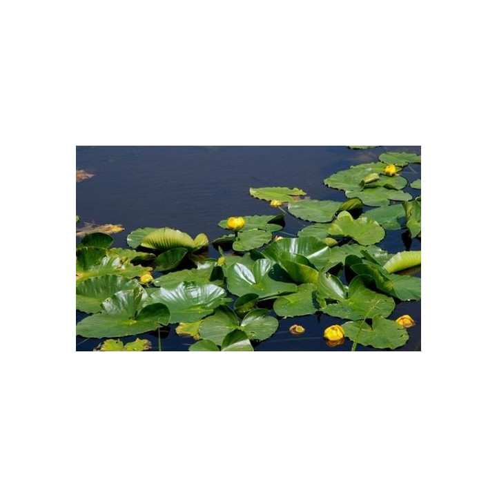 Vízitök (Nuphar lutea) cserép nélkül