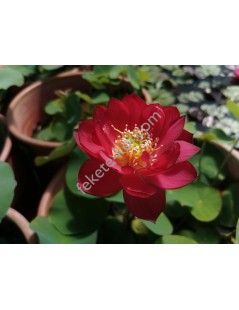 Nelumbo 'Love Bird' lótusz (80)