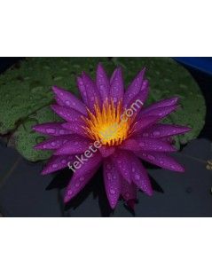 Nymphaea Detective Erika tavirózsa cserép nélkül