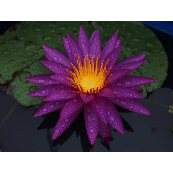 Nymphaea Detective Erika tavirózsa cserép nélkül