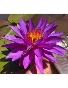 Nymphaea Detective Erika tavirózsa cserép nélkül