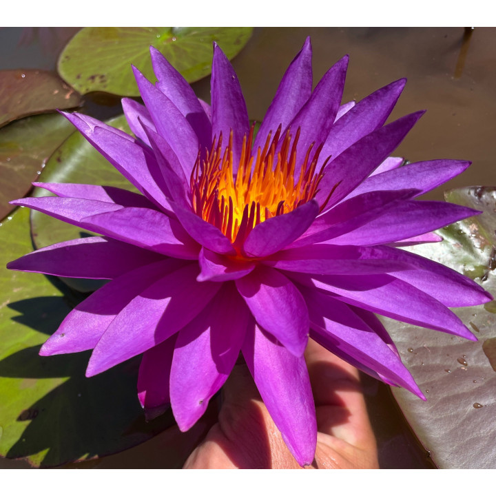 Nymphaea Detective Erika tavirózsa cserép nélkül