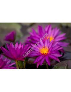 Nymphaea Detective Erika tavirózsa cserép nélkül