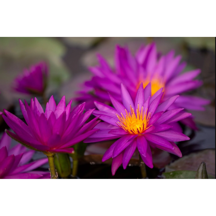 Nymphaea Detective Erika tavirózsa cserép nélkül