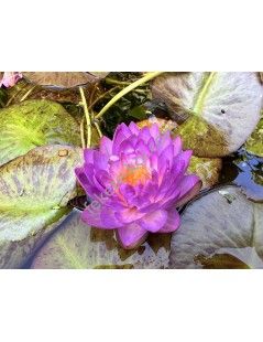Nymphaea Siam Purple 1 tavirózsa cserép nélkül