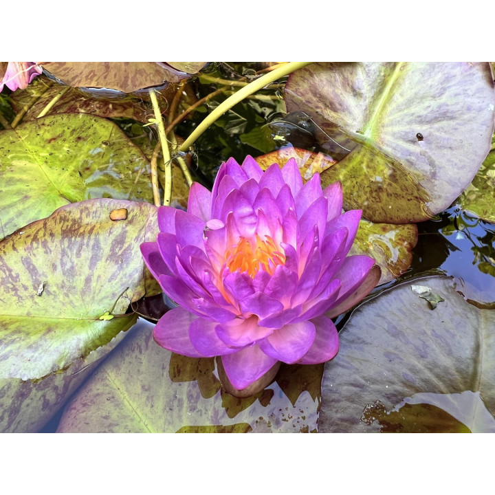 Nymphaea Siam Purple 1 tavirózsa cserép nélkül