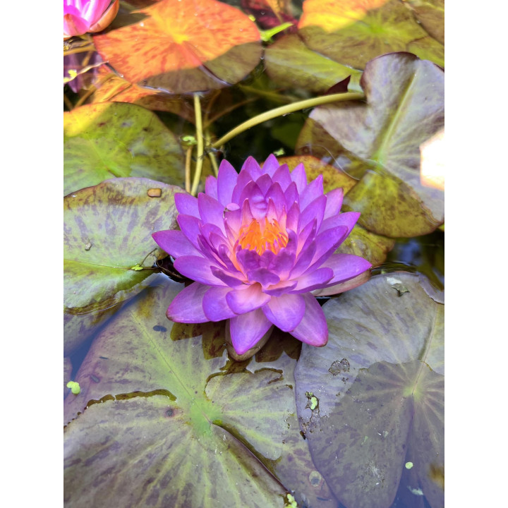 Nymphaea Siam Purple 1 tavirózsa cserép nélkül